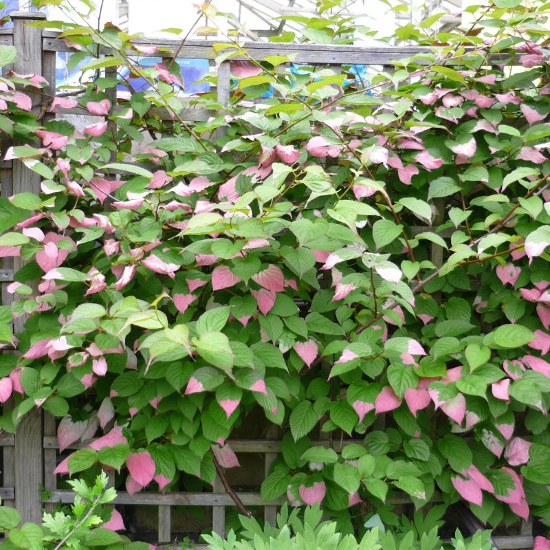 Actinidia kolomikta (Aktinídia význačná - kiwi) ‘DR. SZYMANOWSKI’ - kont. C2L, výška 30-40 cm Actinidia kolomikta (Aktinídia význačná - kiwi) ‘DR. SZYMANOWSKI’ - kont. C2L, výška 30-40 cm
